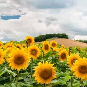 Scegli i semi: meglio se di Girasole!