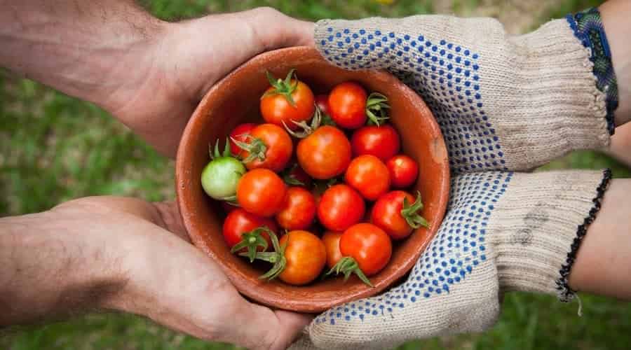 Dieta Mediterranea