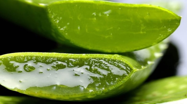 aloe vera