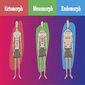 Somatotipo: sei ectomorfo, mesomorfo o endomorfo?